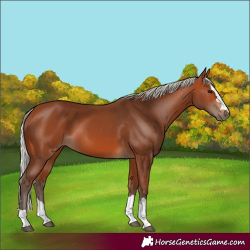 Horse Color:Silver Bay 