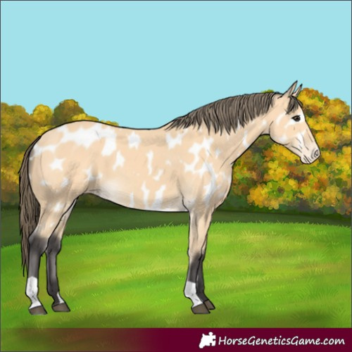 Horse Color:Buckskin Appaloosa 