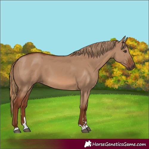Horse Color:Red Dun