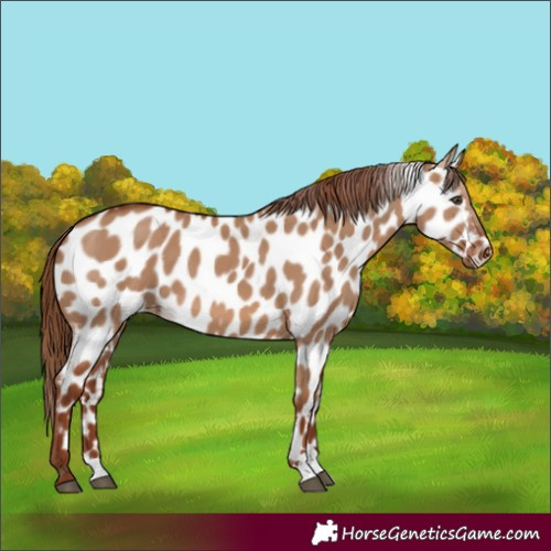 Horse Color:Red Dun Appaloosa 