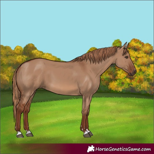 Horse Color:Red Dun 