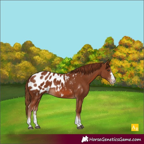 Horse Color:Chestnut Appaloosa Rabicano