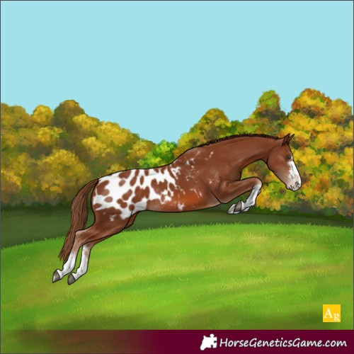 Horse Color:Chestnut Near Leopard Rabicano