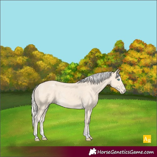 Horse Color:Cremello Appaloosa Rabicano 