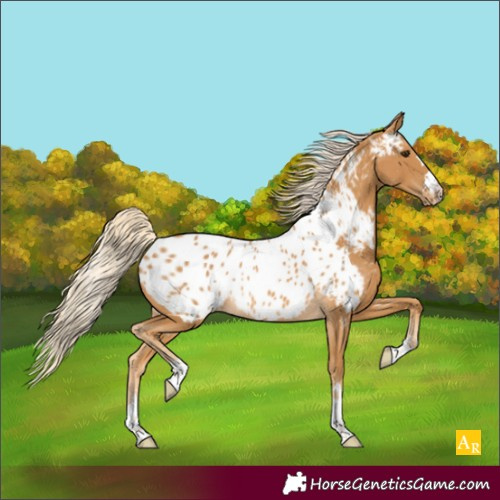 Horse Color:Palomino Appaloosa Rabicano 