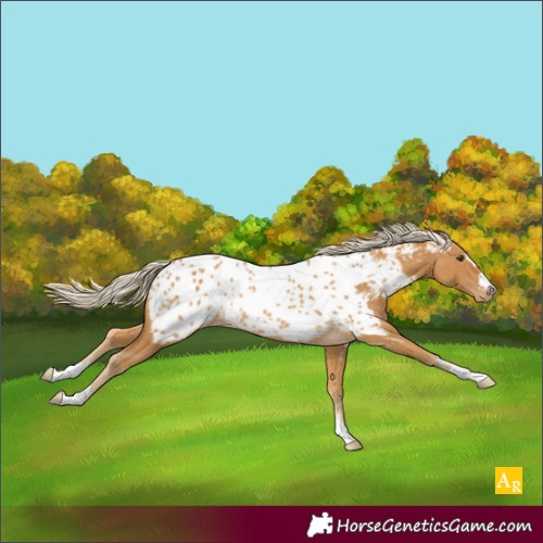 Horse Color:Palomino Near Leopard Rabicano
