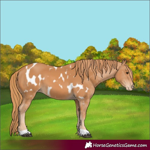 Horse Color:Chestnut Appaloosa 