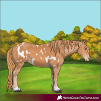 Horse Color:Chestnut Appaloosa 
