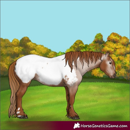 Horse Color:Gray Chestnut Appaloosa