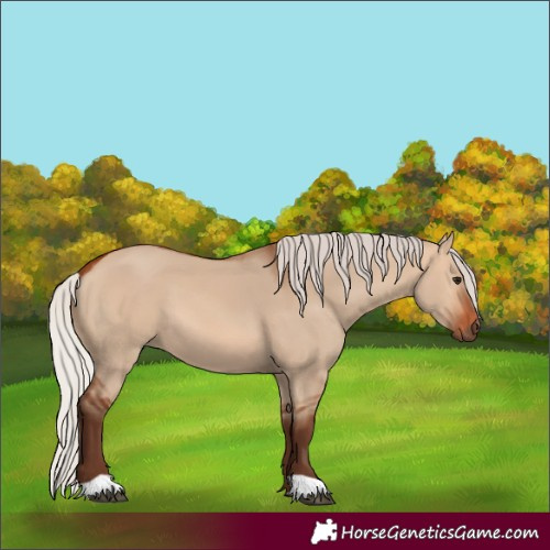 Horse Color:Silver Bay Dun
