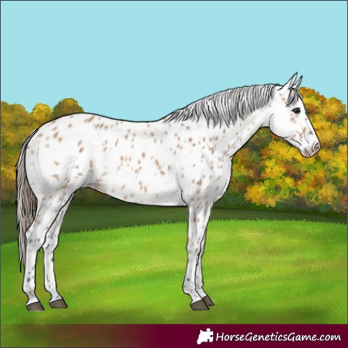 Horse Color:Bay Dun Appaloosa