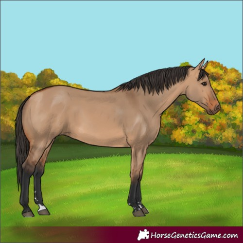 Horse Color:Bay Dun