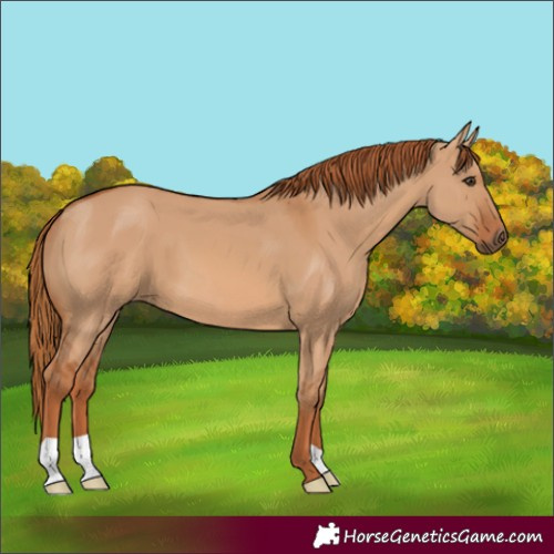 Horse Color:Red Dun