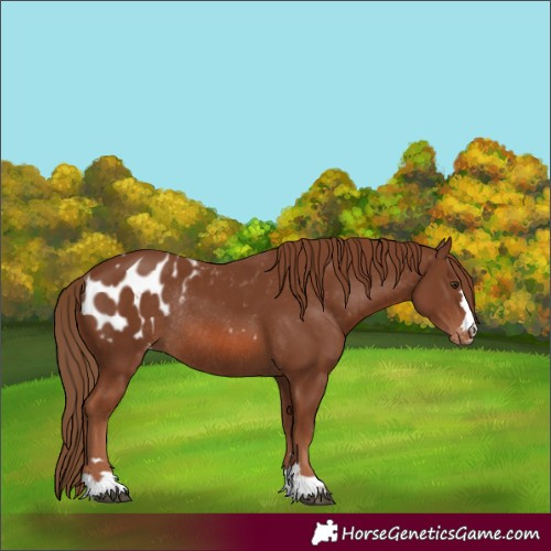 Horse Color:Chestnut Appaloosa Rabicano 