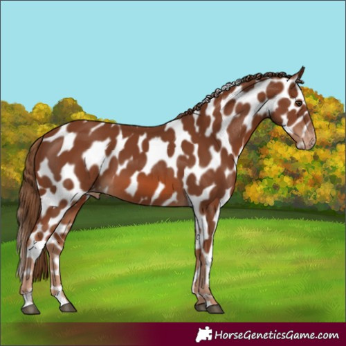 Horse Color:Chestnut Near Leopard
