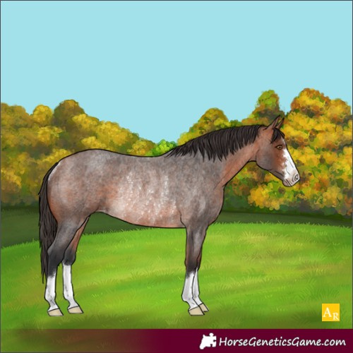 Horse Color:Bay Roan Appaloosa Rabicano 