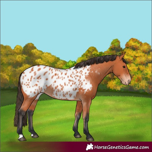 Horse Color:Bay Appaloosa 