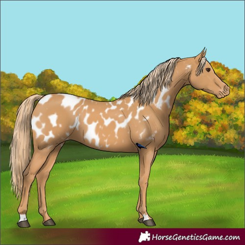 Horse Color:Chestnut Appaloosa