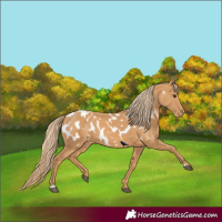 Horse Color:Chestnut Appaloosa