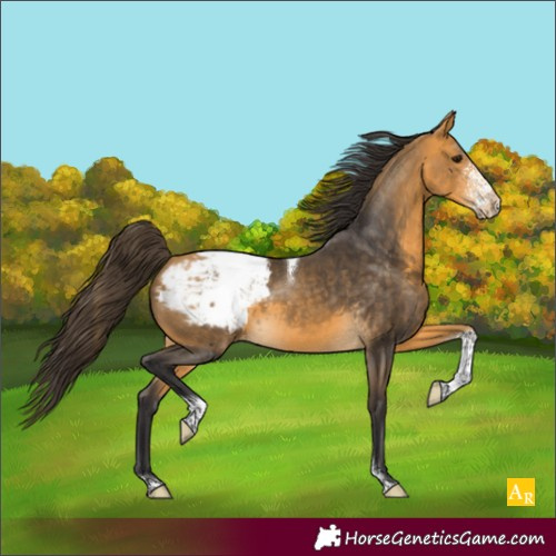 Horse Color:Buckskin Sabino Tobiano Appaloosa Rabicano