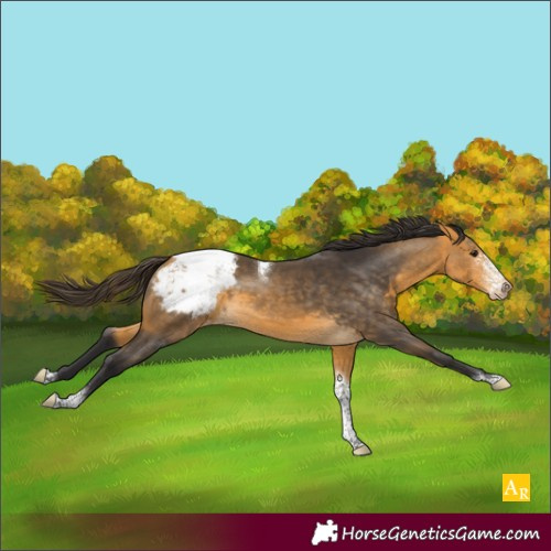 Horse Color:Buckskin Sabino Tobiano Appaloosa Rabicano