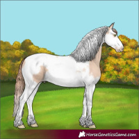 Horse Color:Gold Champagne Dun Splash Tobiano Frame 