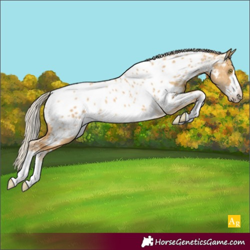Horse Color:Palomino Dun Appaloosa Rabicano