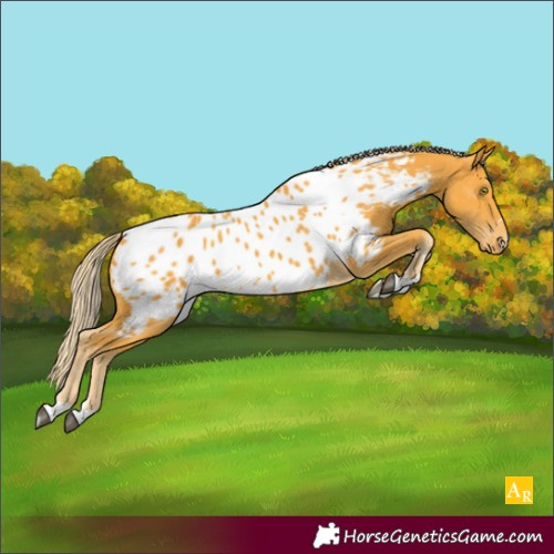 Horse Color:Palomino Appaloosa