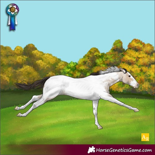 Horse Color:Bay Roan Dun Splash Tobiano Appaloosa