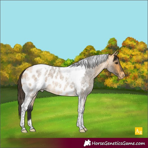 Horse Color:Buckskin Roan Tobiano Appaloosa 