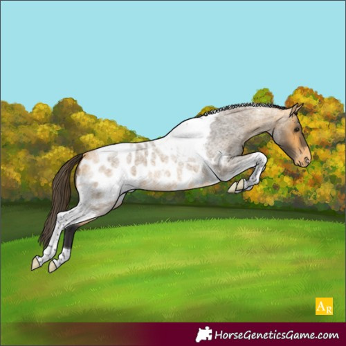 Horse Color:Buckskin Roan Tobiano Appaloosa