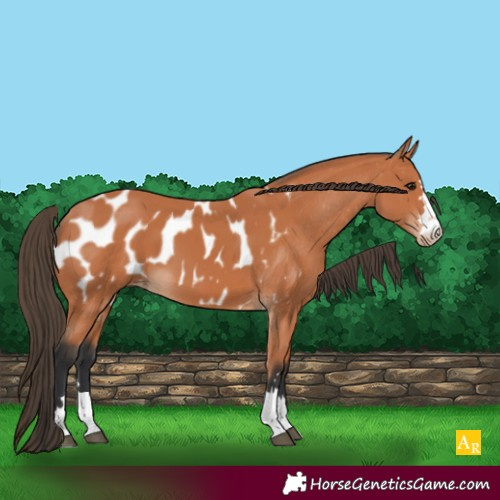 Horse Color:Bay Appaloosa 