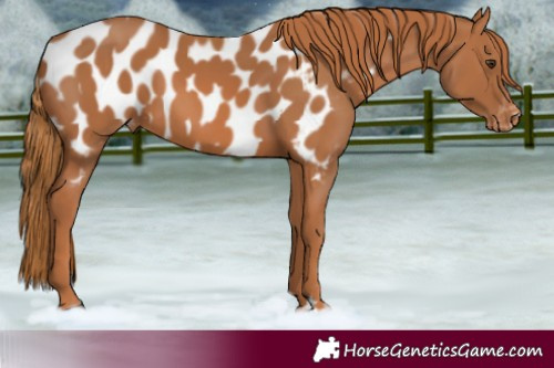 Horse Color:Chestnut Appaloosa 