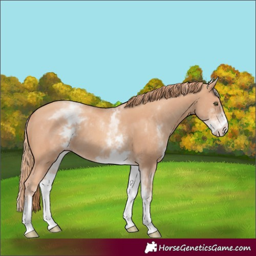 Horse Color:White Spotted Gold Champagne 