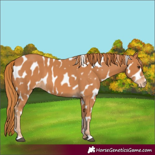 Horse Color:Chestnut Appaloosa 