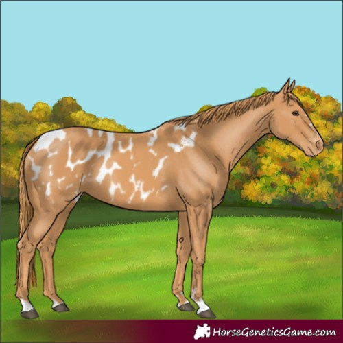 Horse Color:Chestnut Appaloosa