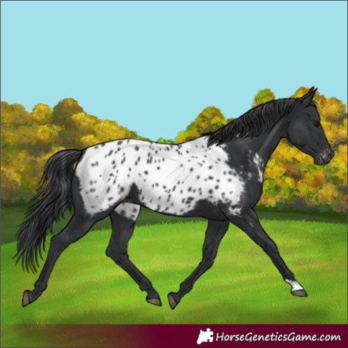 Horse Color:Black Appaloosa