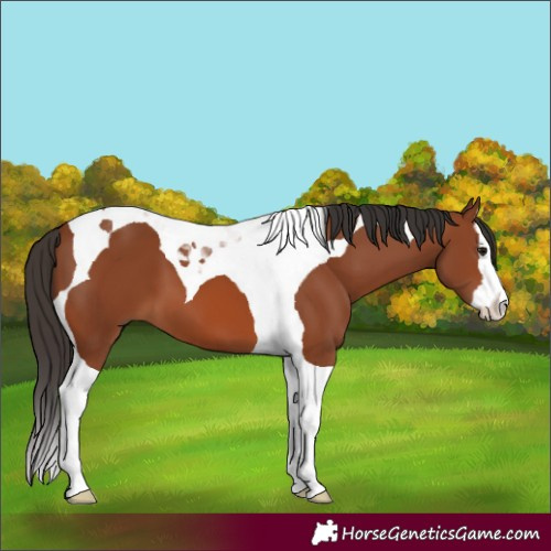 Horse Color:Bay Splash Tobiano 
