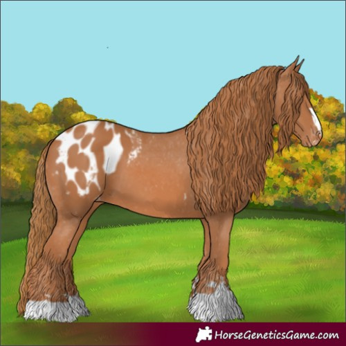 Horse Color:Chestnut Appaloosa