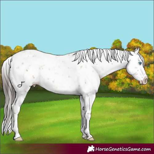 Horse Color:Sable Champagne Dun Sabino Splash Rabicano 