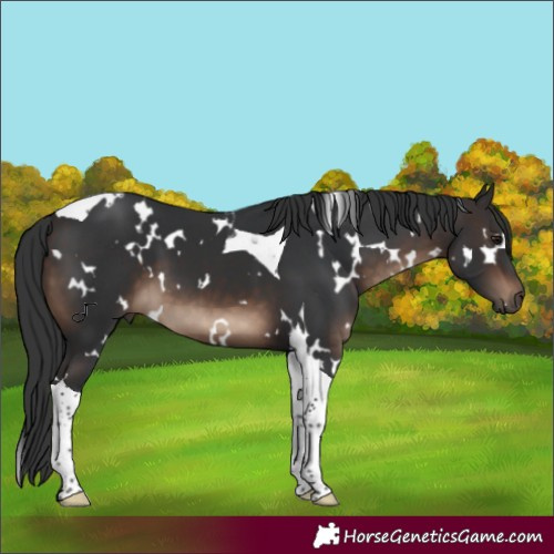 Horse Color:White Spotted Brown Tobiano 