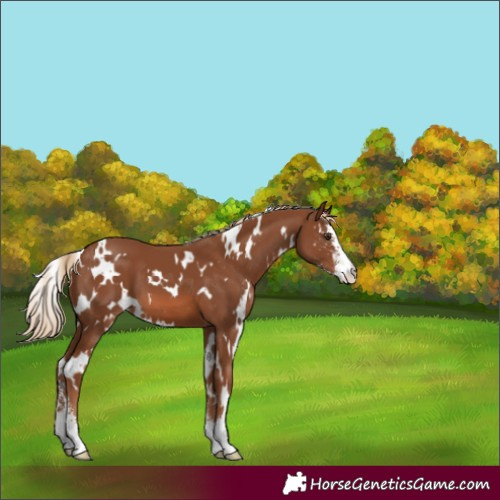 Horse Color:White Spotted Chestnut Sabino 