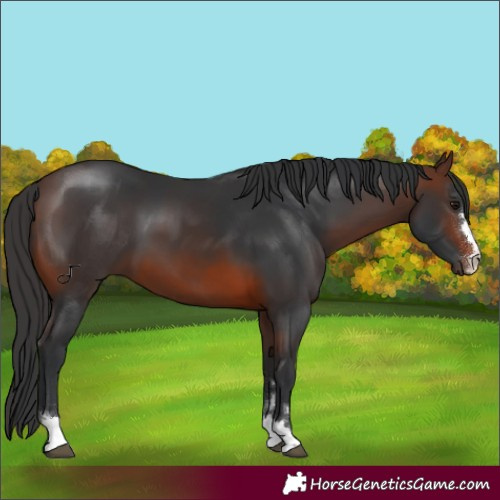 Horse Color:Brown