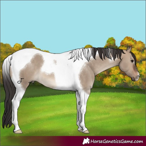 Horse Color:Brown Dun Tobiano 