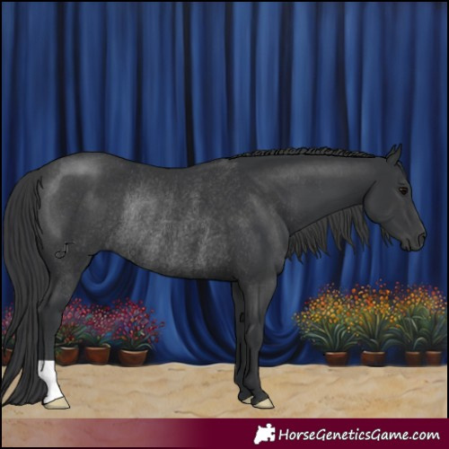 Horse Color:Black Rabicano