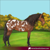 Horse Color:Bay Near Leopard