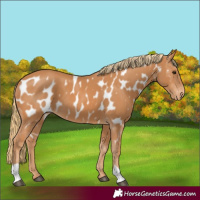 Horse Color:Chestnut Appaloosa 