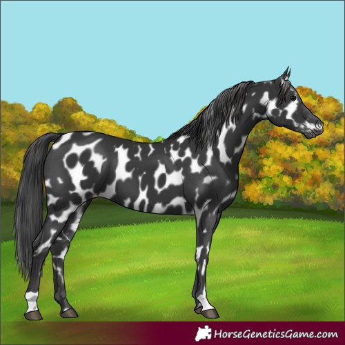 Horse Color:Black Leopard