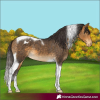 Horse Color:Buckskin Tobiano Varnish 