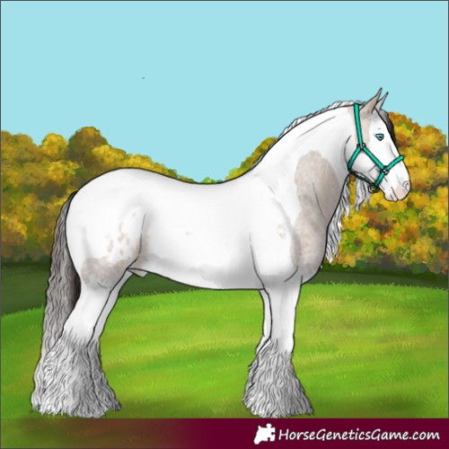 Horse Color:Brown Roan Dun Splash Tobiano Appaloosa 